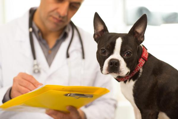 Advances in pet care science are helping us and our four-legged friends stay healthy.