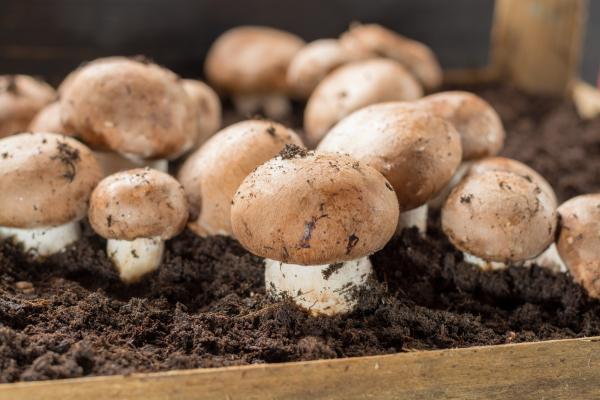 mushrooms pesticide free