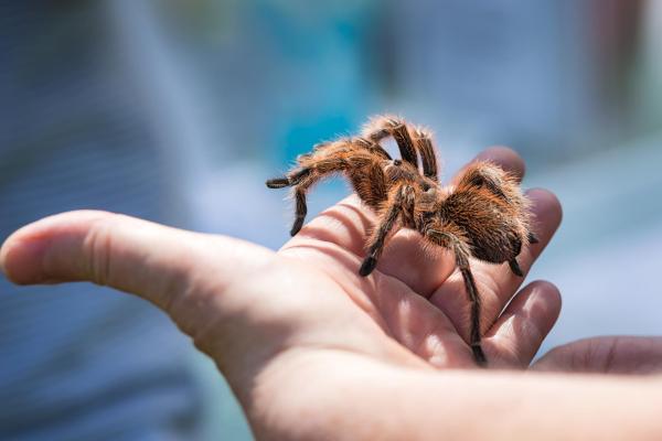 Picture of a hand holding a tarantula